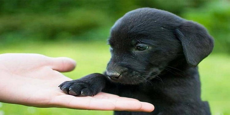 Mơ Thấy Chó Có Điềm Báo Ra Sao? Đánh Con Số Gì Lãi Lớn? 7 Giấc mơ thấy chó đen chạy vào nhà mang điềm báo xui xẻo