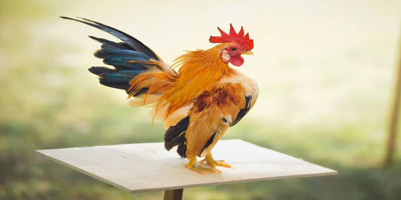 Mơ Thấy Gà: Giải Mã Điềm Báo - Khám Phá Con Số May Mắn 9 Mơ thấy gà mang đến nhiều may mắn